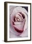 Tea Rose in Bloom, Santa Barbara, California, USA-Lynn M^ Stone-Framed Photographic Print