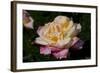 Tea Rose in Bloom, Santa Barbara, California, USA-Lynn M^ Stone-Framed Photographic Print