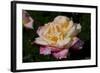 Tea Rose in Bloom, Santa Barbara, California, USA-Lynn M^ Stone-Framed Photographic Print