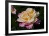 Tea Rose in Bloom, Santa Barbara, California, USA-Lynn M^ Stone-Framed Photographic Print