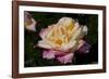Tea Rose in Bloom, Santa Barbara, California, USA-Lynn M^ Stone-Framed Photographic Print