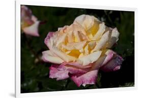 Tea Rose in Bloom, Santa Barbara, California, USA-Lynn M^ Stone-Framed Photographic Print