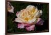 Tea Rose in Bloom, Santa Barbara, California, USA-Lynn M^ Stone-Framed Photographic Print