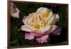 Tea Rose in Bloom, Santa Barbara, California, USA-Lynn M^ Stone-Framed Photographic Print