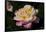 Tea Rose in Bloom, Santa Barbara, California, USA-Lynn M^ Stone-Framed Photographic Print