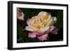 Tea Rose in Bloom, Santa Barbara, California, USA-Lynn M^ Stone-Framed Photographic Print