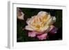 Tea Rose in Bloom, Santa Barbara, California, USA-Lynn M^ Stone-Framed Photographic Print