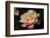 Tea Rose in Bloom, Santa Barbara, California, USA-Lynn M^ Stone-Framed Photographic Print