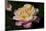 Tea Rose in Bloom, Santa Barbara, California, USA-Lynn M^ Stone-Mounted Photographic Print