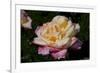 Tea Rose in Bloom, Santa Barbara, California, USA-Lynn M^ Stone-Framed Photographic Print