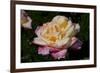 Tea Rose in Bloom, Santa Barbara, California, USA-Lynn M^ Stone-Framed Photographic Print