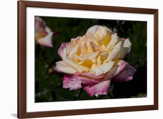 Tea Rose in Bloom, Santa Barbara, California, USA-Lynn M^ Stone-Framed Photographic Print