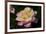 Tea Rose in Bloom, Santa Barbara, California, USA-Lynn M^ Stone-Framed Photographic Print