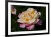 Tea Rose in Bloom, Santa Barbara, California, USA-Lynn M^ Stone-Framed Photographic Print