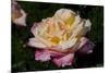 Tea Rose in Bloom, Santa Barbara, California, USA-Lynn M^ Stone-Mounted Photographic Print