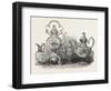 Tea Service of Californian Gold-null-Framed Giclee Print