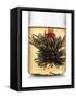 Tea-Fabio Petroni-Framed Stretched Canvas