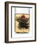 Tea-Fabio Petroni-Framed Photographic Print