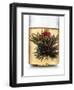 Tea-Fabio Petroni-Framed Photographic Print