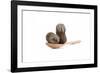 Tea-Fabio Petroni-Framed Photographic Print