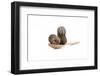 Tea-Fabio Petroni-Framed Photographic Print