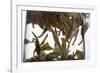 Tea-Fabio Petroni-Framed Photographic Print