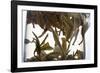 Tea-Fabio Petroni-Framed Photographic Print