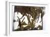 Tea-Fabio Petroni-Framed Photographic Print