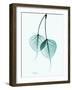 Teal Bodhi Tree-Albert Koetsier-Framed Art Print