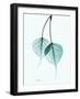 Teal Bodhi Tree-Albert Koetsier-Framed Art Print