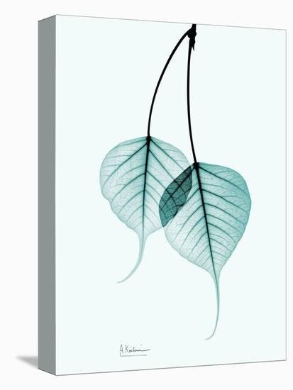 Teal Bodhi Tree-Albert Koetsier-Stretched Canvas