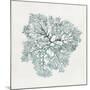 Teal Coral I-Aimee Wilson-Mounted Premium Giclee Print