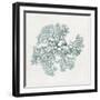 Teal Coral II-Aimee Wilson-Framed Premium Giclee Print