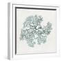 Teal Coral II-Aimee Wilson-Framed Premium Giclee Print