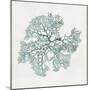 Teal Coral II-Aimee Wilson-Mounted Premium Giclee Print