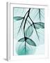 Teal Eucalyptus-Albert Koetsier-Framed Photographic Print