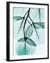 Teal Eucalyptus-Albert Koetsier-Framed Photographic Print