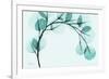 Teal Eucalyptus-Albert Koetsier-Framed Premium Giclee Print