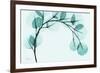 Teal Eucalyptus-Albert Koetsier-Framed Premium Giclee Print