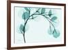 Teal Eucalyptus-Albert Koetsier-Framed Premium Giclee Print