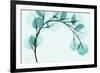 Teal Eucalyptus-Albert Koetsier-Framed Premium Giclee Print