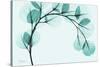 Teal Eucalyptus-Albert Koetsier-Stretched Canvas