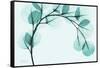 Teal Eucalyptus-Albert Koetsier-Framed Stretched Canvas