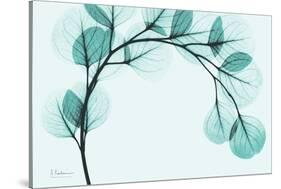 Teal Eucalyptus-Albert Koetsier-Stretched Canvas