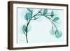 Teal Eucalyptus-Albert Koetsier-Framed Premium Giclee Print