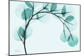 Teal Eucalyptus-Albert Koetsier-Mounted Premium Giclee Print