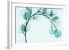 Teal Eucalyptus-Albert Koetsier-Framed Art Print