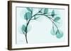 Teal Eucalyptus-Albert Koetsier-Framed Art Print