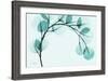 Teal Eucalyptus-Albert Koetsier-Framed Art Print