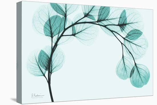 Teal Eucalyptus-Albert Koetsier-Stretched Canvas